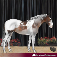 Horse Color:Brown Sabino Tobiano Appaloosa Rabicano 