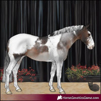 Horse Color:Brown Sabino Tobiano Snowcap Rabicano 