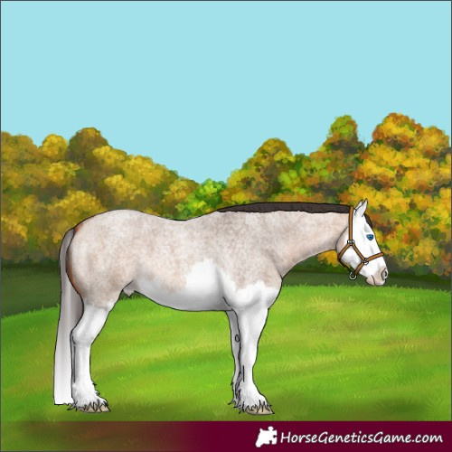 Horse Color:Bay Roan Dun Splash 