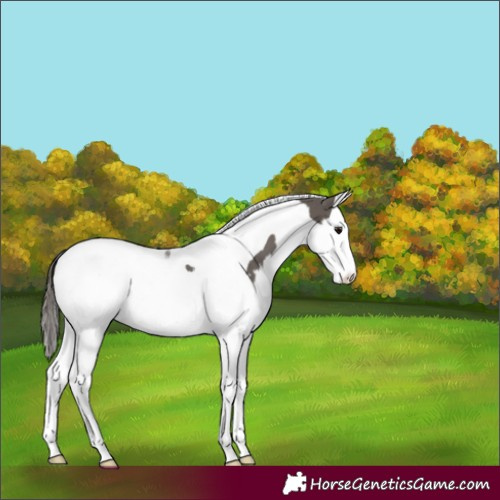 Horse Color:Smoky Grullo Splash Tobiano Varnish 