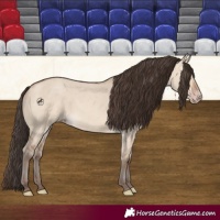 Horse Color:Amber Champagne Dun