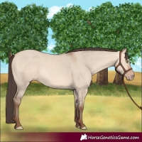 Horse Color:Amber Champagne Dun 
