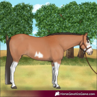 Horse Color:Bay Splash Frame 