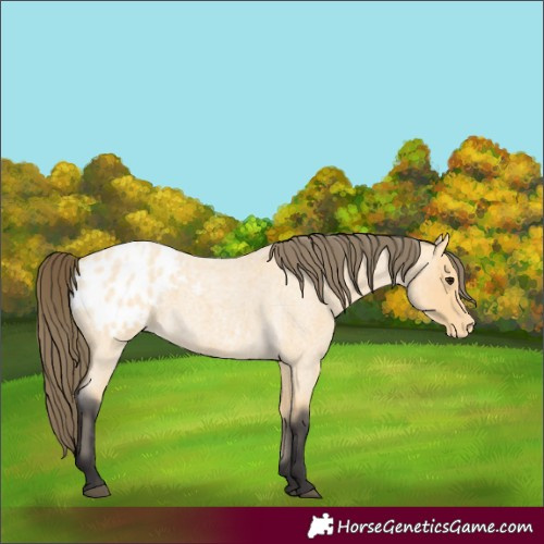 Horse Color:Unknown 