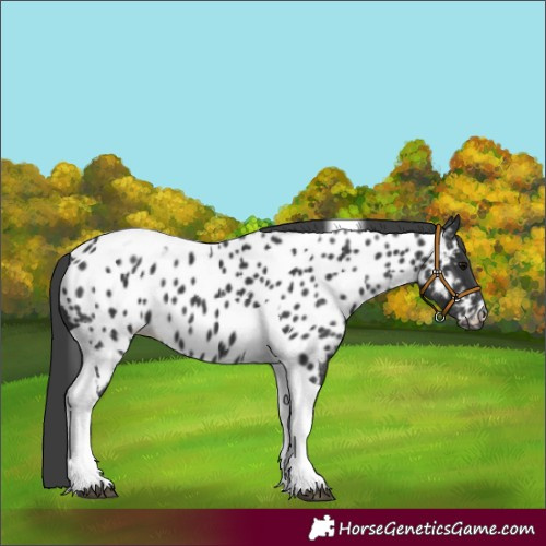 Horse Color:Black Tobiano Appaloosa 