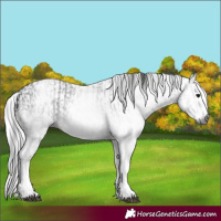 Horse Color:Gray White Spotted Black  and Gray White Spotted Black 