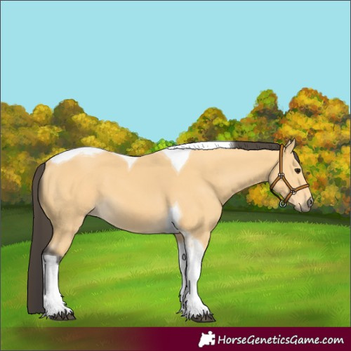Horse Color:Buckskin Tobiano 