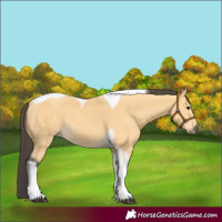Horse Color:Buckskin Tobiano