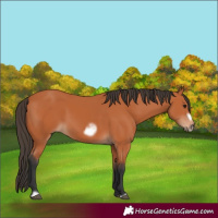 Horse Color:Bay Frame 