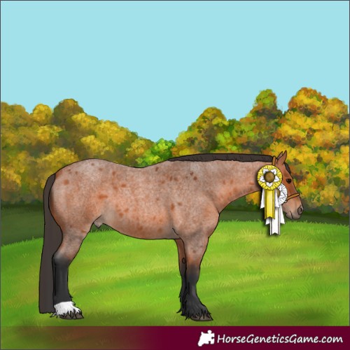 Horse Color:Bay Roan 