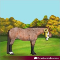 Horse Color:Bay Roan 