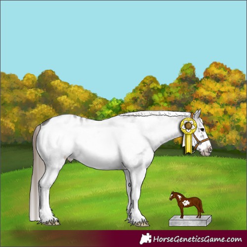 Horse Color:White Spotted Grullo Frame Appaloosa 