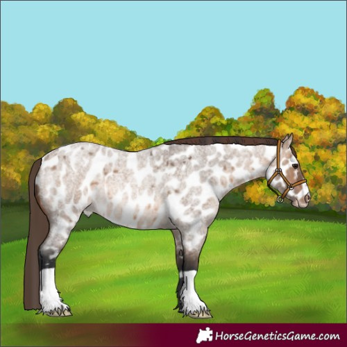 Horse Color:Brown Roan Dun Appaloosa 