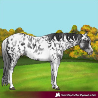 Horse Color:White Spotted Black Splash Tobiano Frame Appaloosa 