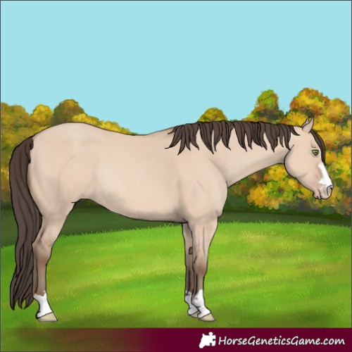 Horse Color:Amber Champagne Dun Rabicano 