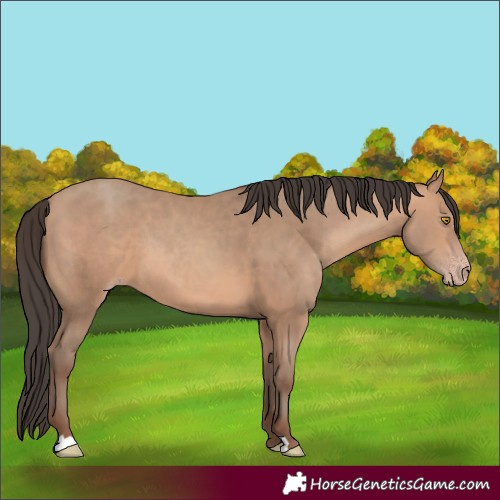 Horse Color:Amber Champagne 
