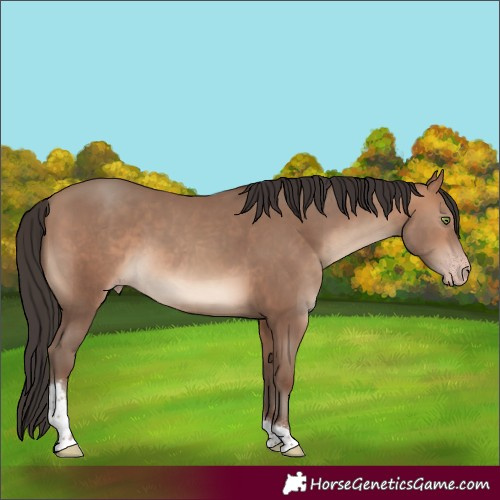 Horse Color:Sable Champagne Tobiano 