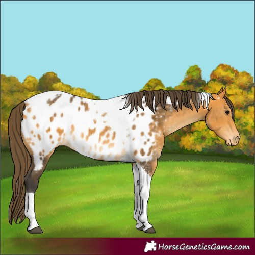 Horse Color:Buckskin Tobiano Appaloosa 
