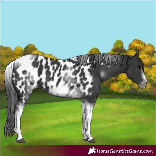 Horse Color:White Spotted Black Splash Tobiano Frame Appaloosa 