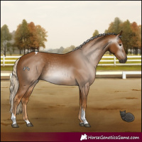 Horse Color:Gray Palomino Tobiano 