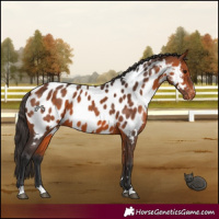 Horse Color:Bay Near Leopard 
