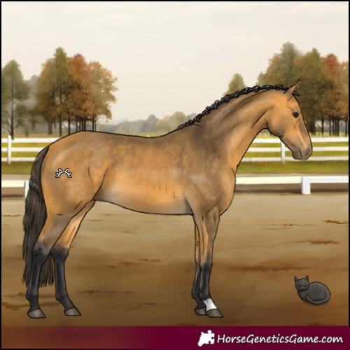 Horse Color:Buckskin 