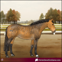 Horse Color:Buckskin 