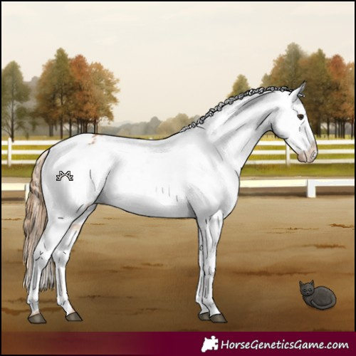 Horse Color:Chestnut Appaloosa 