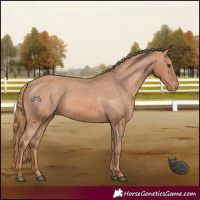 Horse Color:Chestnut Appaloosa 
