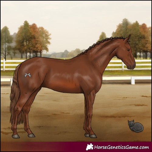 Horse Color:Chestnut 