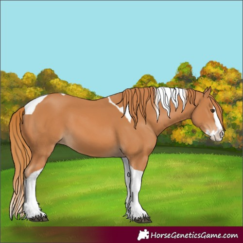 Horse Color:Chestnut Splash Tobiano 