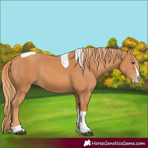 Horse Color:Chestnut Splash Tobiano