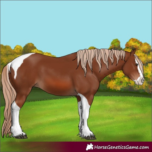 Horse Color:Chestnut Splash Tobiano