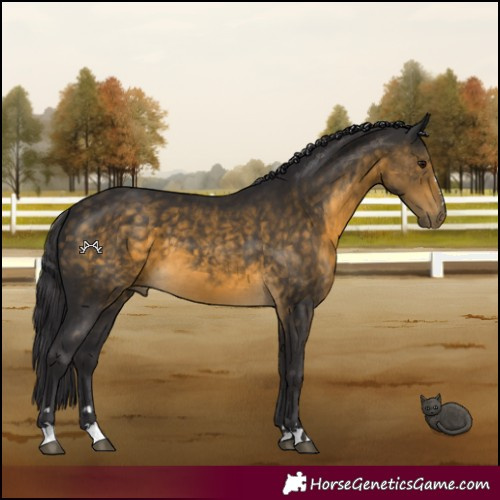 Horse Color:Buckskin 