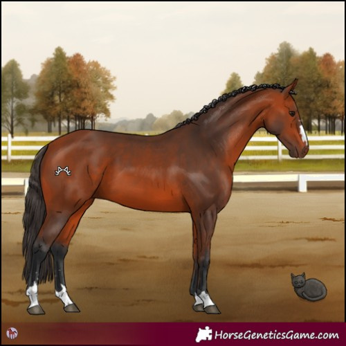 Horse Color:Bay 