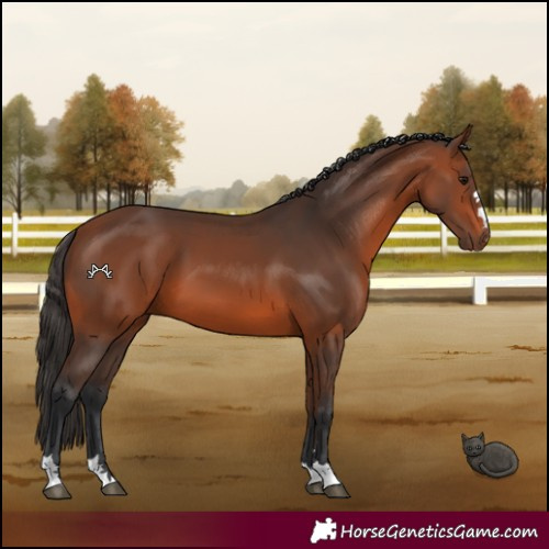 Horse Color:Bay 
