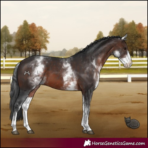 Horse Color:White Spotted Brown 