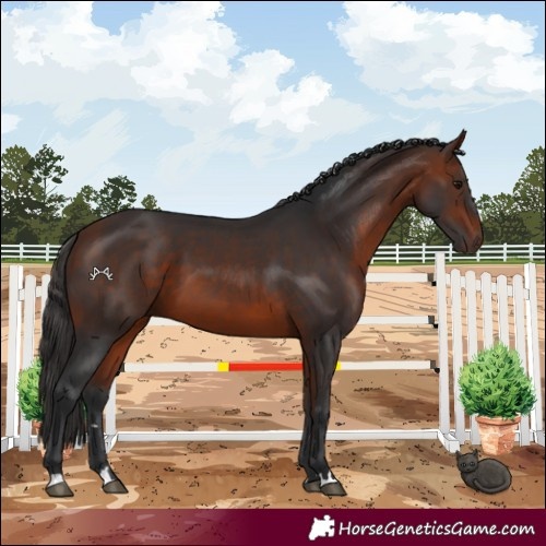 Horse Color:Bay 