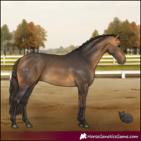 Horse Color:Buckskin 