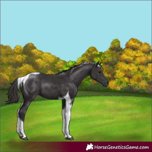 Horse Color:Unknown 
