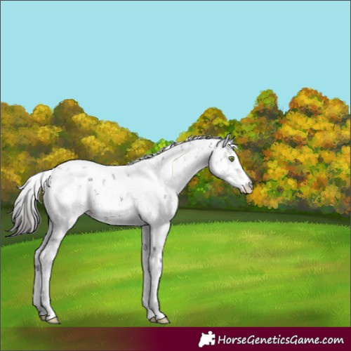 Horse Color:Bay Mushroom Sabino 