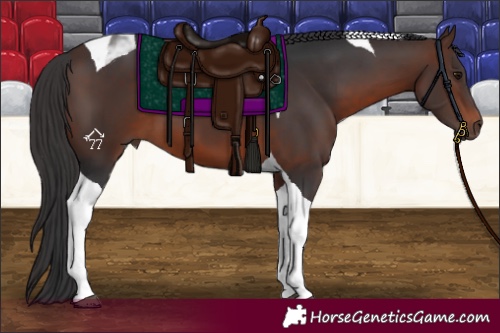 Horse Color:Brown Tobiano 
