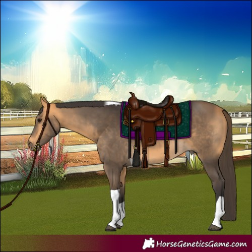 Horse Color:Buckskin Tobiano