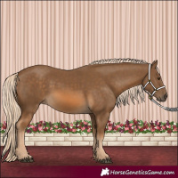 Horse Color:Chocolate Palomino 