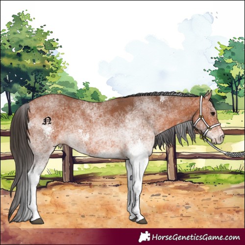 Horse Color:White Spotted Bay 