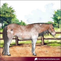 Horse Color:White Spotted Bay 