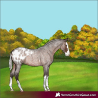 Horse Color:Silver Brown Roan Splash Blanket Rabicano 