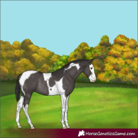 Horse Color:Smoky Black Splash Tobiano Rabicano 
