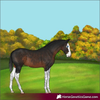 Horse Color:Gray Brown Splash 