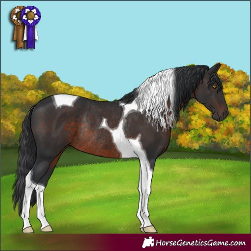Horse Color:Brown Tobiano Rabicano 
